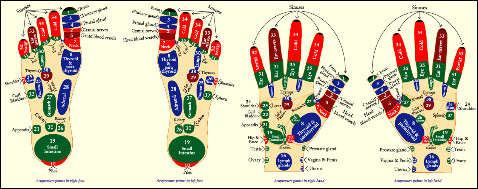 Acupressure Points in the Feet and Hands