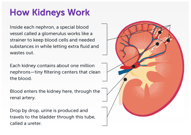 How Kidneys Work