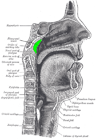 Pharyngeal tonsil, Location of the adenoid