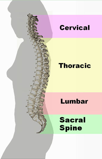 Back pain, Spinal column curvature